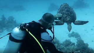 Absolutely magnificent interaction between diver & sea turtle