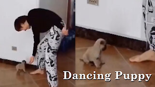 Dancing Puppy Must watch !