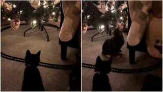 Den beste måten å holde katter unna juletreet