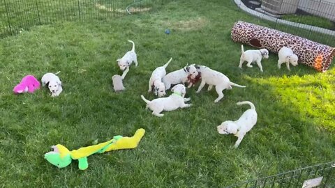 Adorable Dalmatian Puppies Go Crazy Over Toy