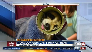 Raccoon with can stuck on head