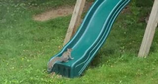 Squirrel has great fun playing on slide