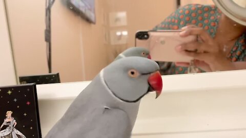 Very vocal parrot talks to his reflection in the mirror