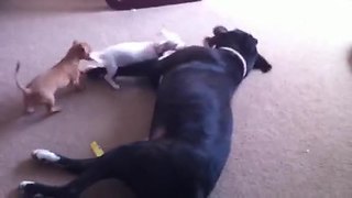 Chihuahua puppies swarm Mastiff for epic playtime