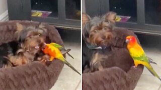 Overly attached parrot refuses to let puppy take his nap
