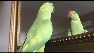 Clever parrot learns how to answer questions when asked