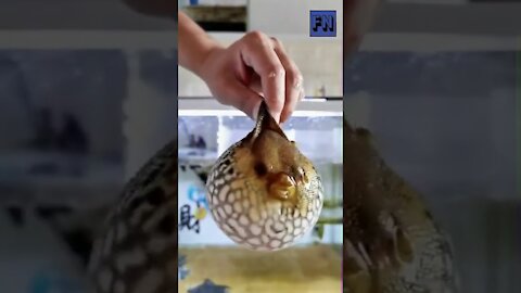 See how Puffer Fish inflates and deflates