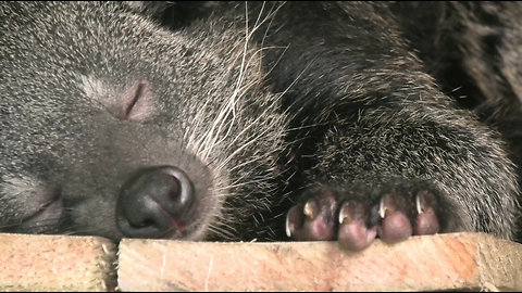 Binturong Squabbles With His New Mate