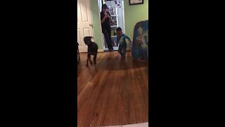 Best friends: Doggy can't stop playing with little boy