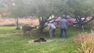 Wildlife officials free deer from backyard hammock