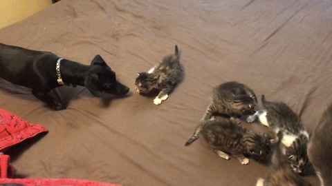 Lilly the Dachshund vs kitten
