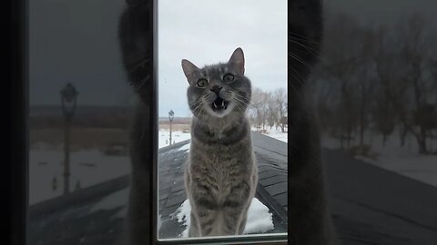 Cats At My Window Again!