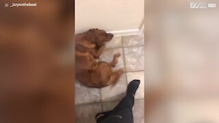Cadela arrepende-se de destruir chinelo do dono