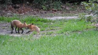 Fox cubs' delightful backyard frolic