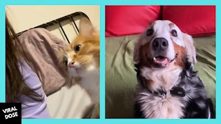 Cute Cats & Dogs Compilation