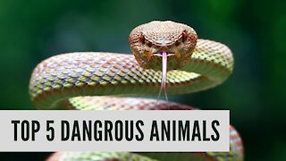 Top 5 dangerous animals