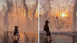 Dog catches majestic ocean wave in epic slow motion