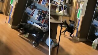 Pup makes an epic mad dash to go to the bathroom