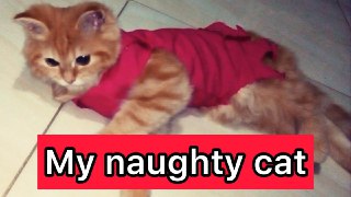 My naughty cat And angry with me