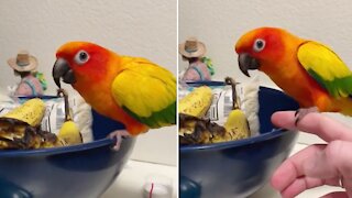 Parrot repeatedly gets caught tying to steal bananas