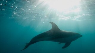 Kaikoura Dusky Dolphins