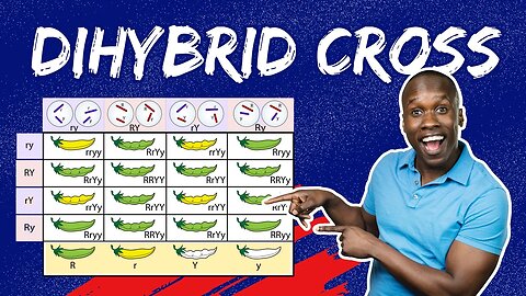 Master Dihybrid Crosses: The Step-by-Step Guide to Punnett Squares & Genetic Ratios