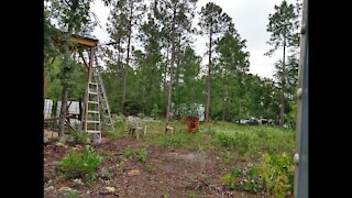 Off Grid Cabin - Vine Fence and more Lumber!!