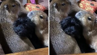 Puppy loves to hang out with the capybaras