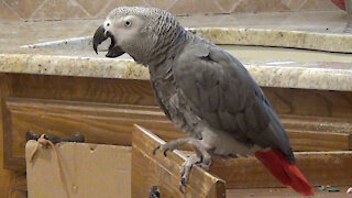 Einstein the talking parrot just loves to sing and dance