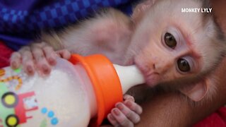 Cute Baby Monkey Drinking Milk With Big Milk Bottle- Good Health