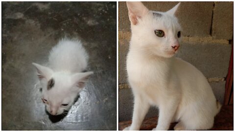 The transformation of my lovely Cat