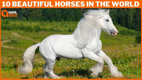 most beautiful white horse in the world