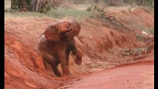 Elefant bruker en sørpebanke til å klø seg