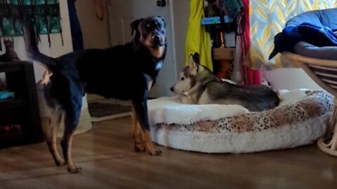 Dog shocked that his friend doesn't want to play