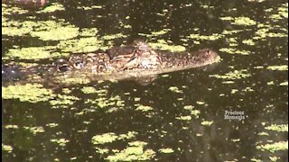Alligator in Georgia takes a closer look