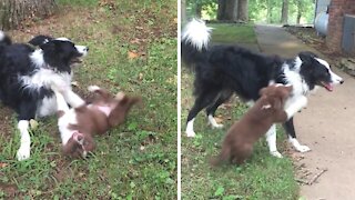 Border Collie sweetly plays with big sister