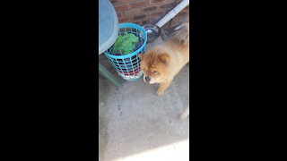 Chow Chow Dog Breed - Fudge Chow Chow Behaving Badly Laundry :)