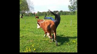 Animals and humans funniest fails
