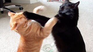 Cats Fighting/Wrestling