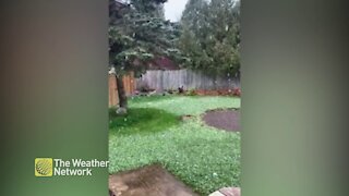 Flurries slowly turn green lawn white