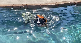 Great Dane puppy enjoys her first swim in the pool