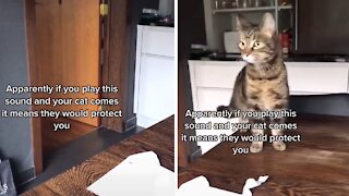 Playing this sound is supposed to make your cat protect you