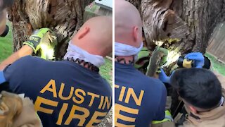 Firefighters rescue squirrel with head stuck in a tree