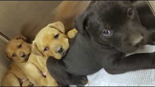 Ten puppies rescued from an abandoned house in Detroit