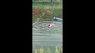 Rescue swimmers save driver from sinking car