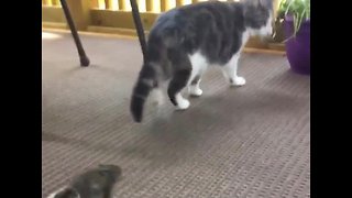 Fearless squirrel chases friendly cat
