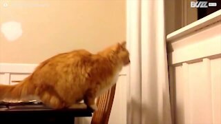 Kissa epäonnistuu hankalassa hypyssä