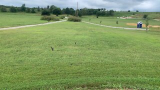 Swallows eating bugs when I mow