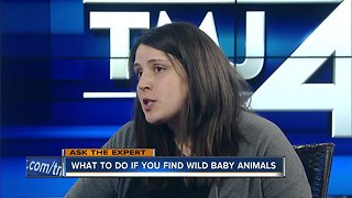 Ask The Expert: What to do if you find a wild animal