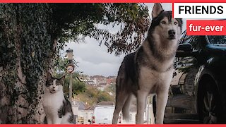 Meet the cat and dog who go on WALKS together